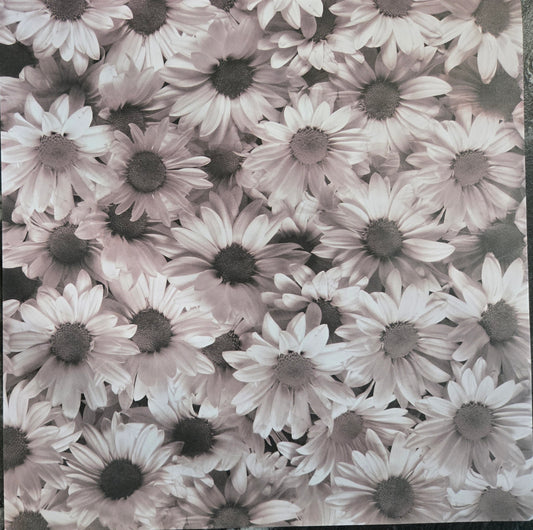 Black and White Daisies Scrapbook Paper