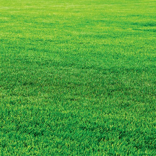 Ella and Viv Naturals Grass is Greener Paper