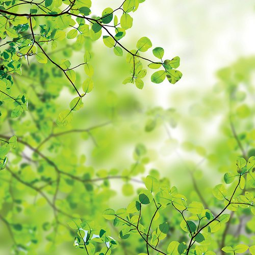 Ella and Viv Naturals Green Leaves Tree Paper