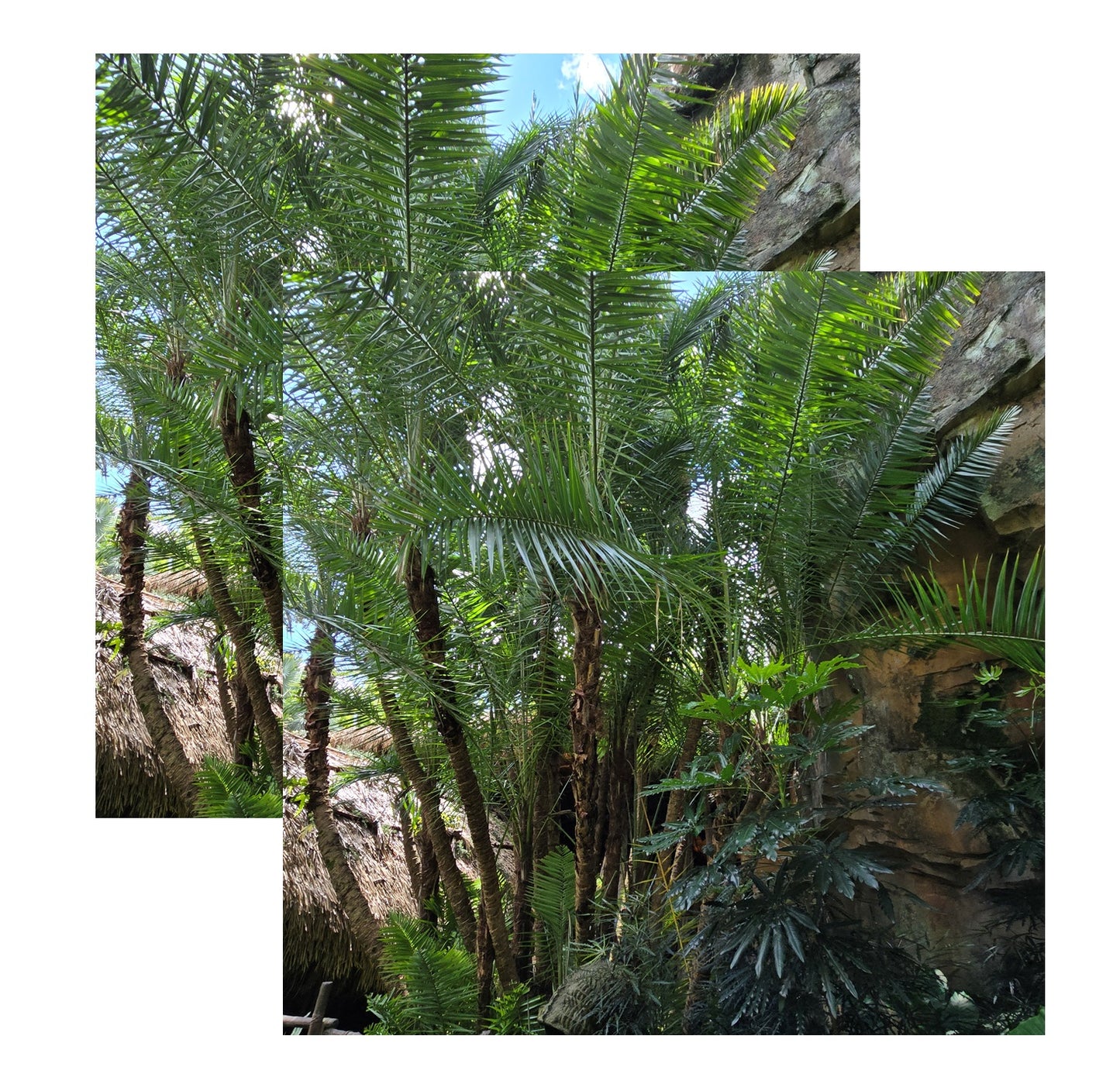 Paper Pandora Foliage