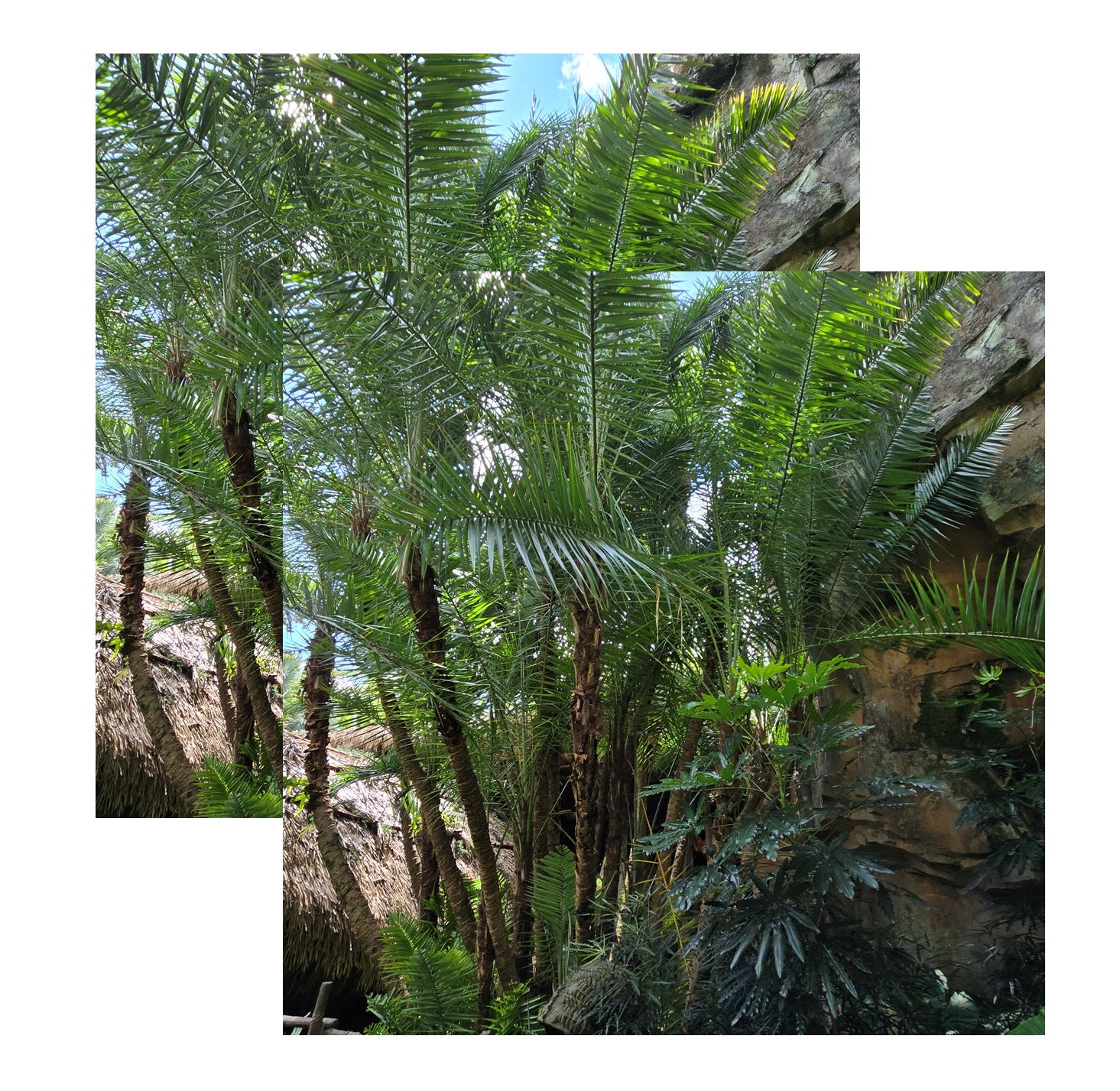 Paper Pandora Foliage