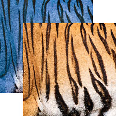 Bengal Tiger Print Scrapbook Paper