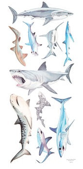 Realistic Shark Stickers