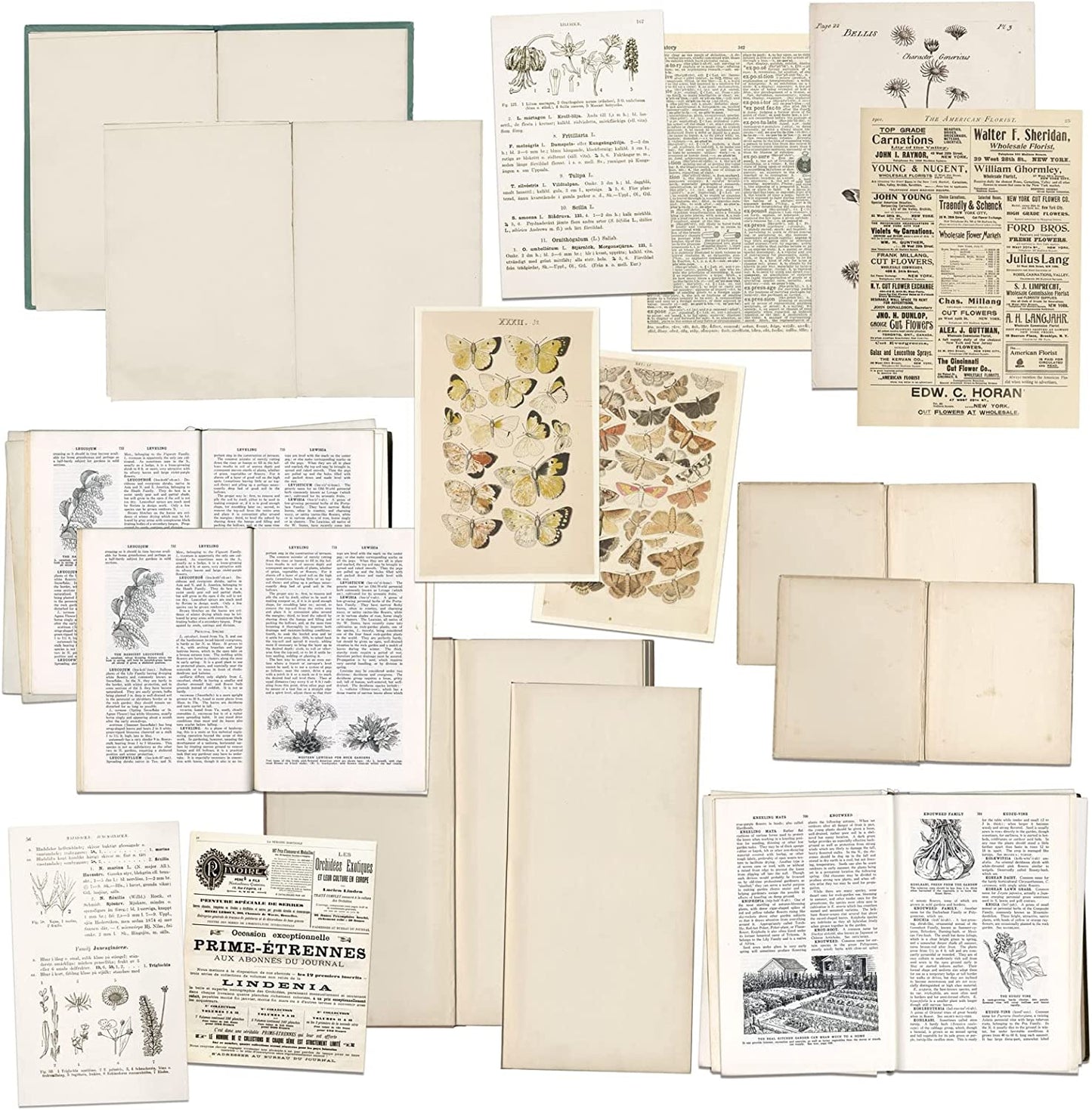 Vintage Artistry Naturalist Bookplates - 49 And Market