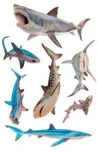 3d Realistic Shark Stickers