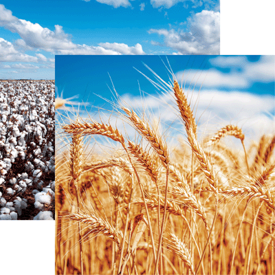 Reminisce In the Field Wheat